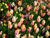 spring tulips