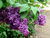 Lilacs in Descanso Garden